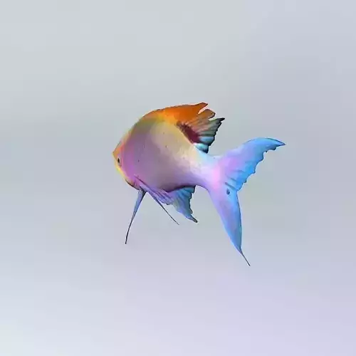 Pelvicachromis-pulcher Fresh Water Fish Free 3D model