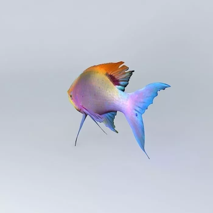 Pelvicachromis-pulcher Fresh Water Fish Free 3D model