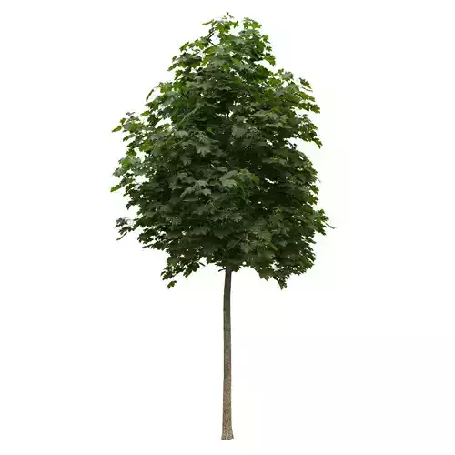 Acer platanoides 101SU - Norway Maple