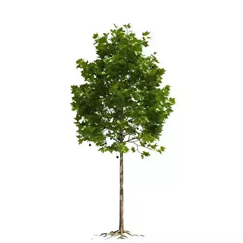 Platanus x hispanica 101SU V2