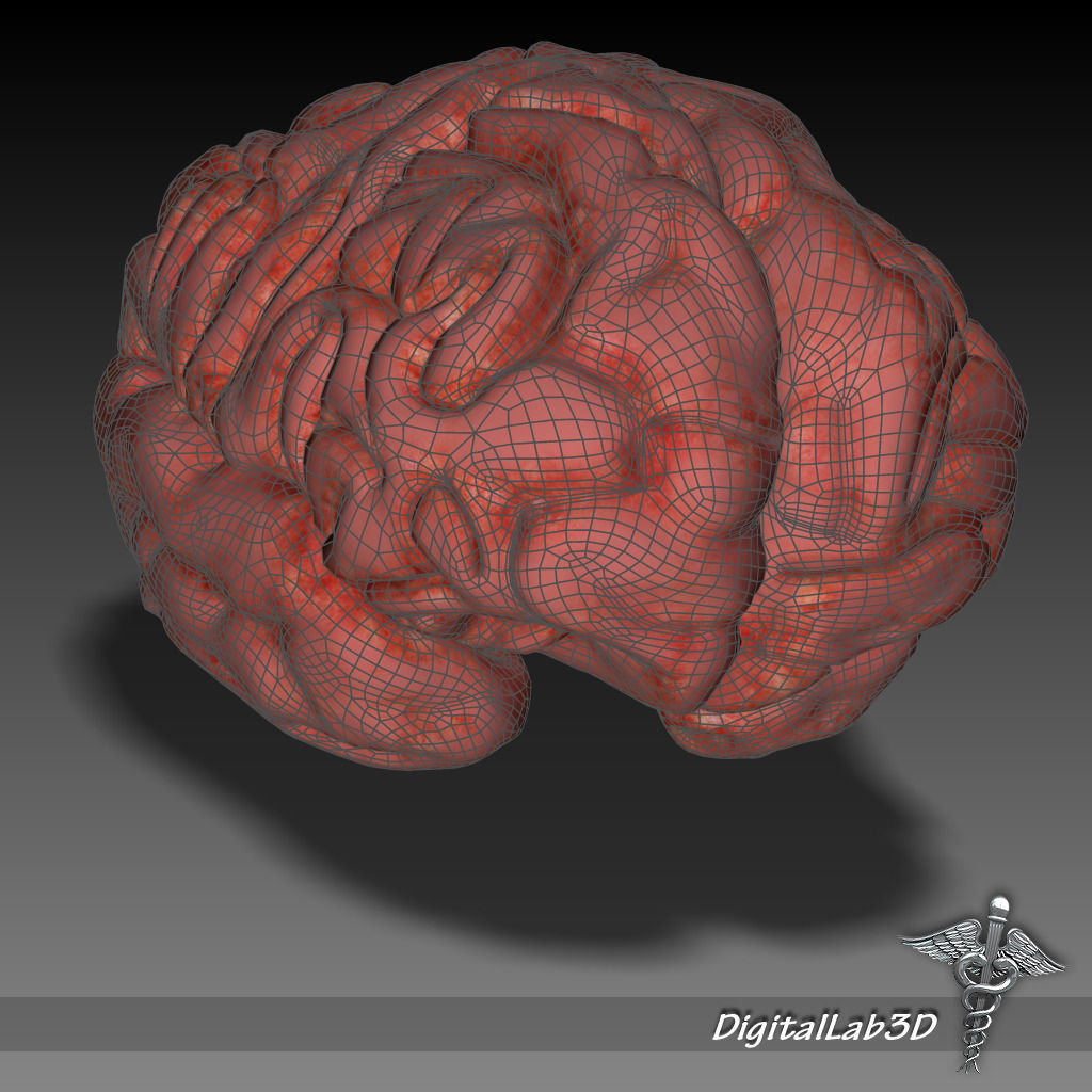 Human Brain Structure 3D model_6