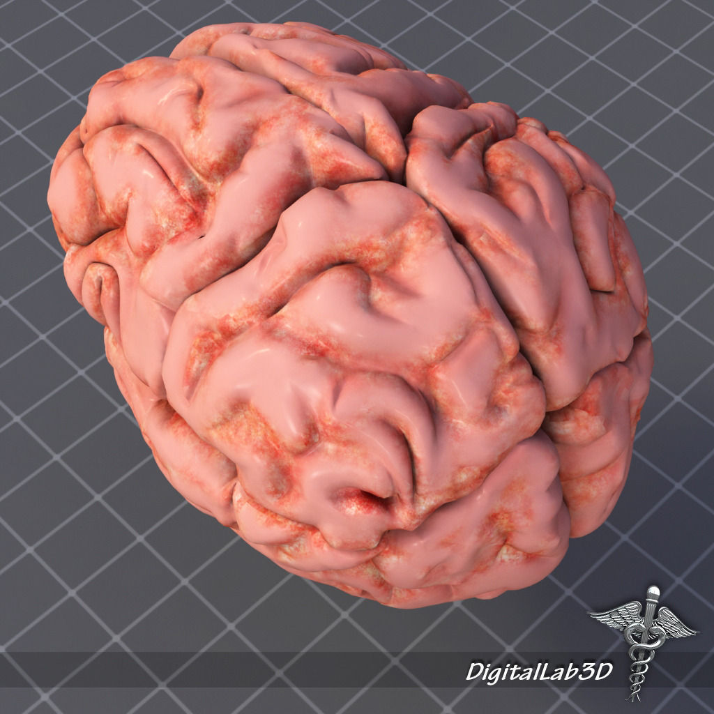 Human Brain Structure 3D model_4