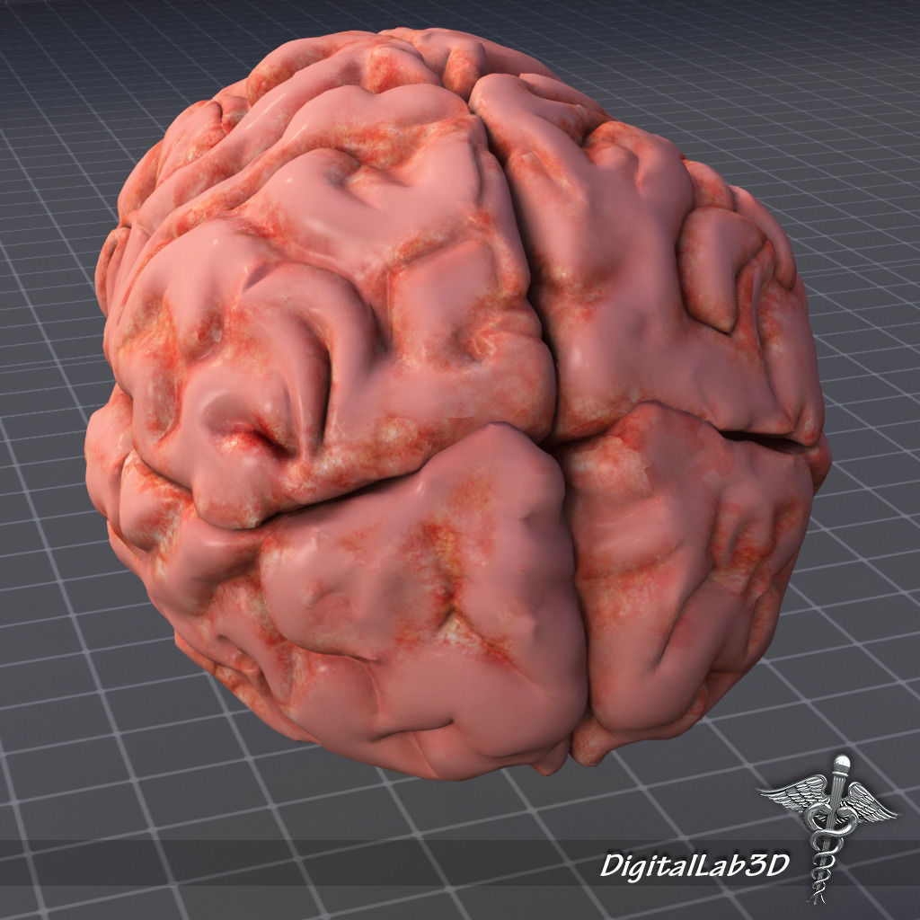 Human Brain Structure 3D model_2