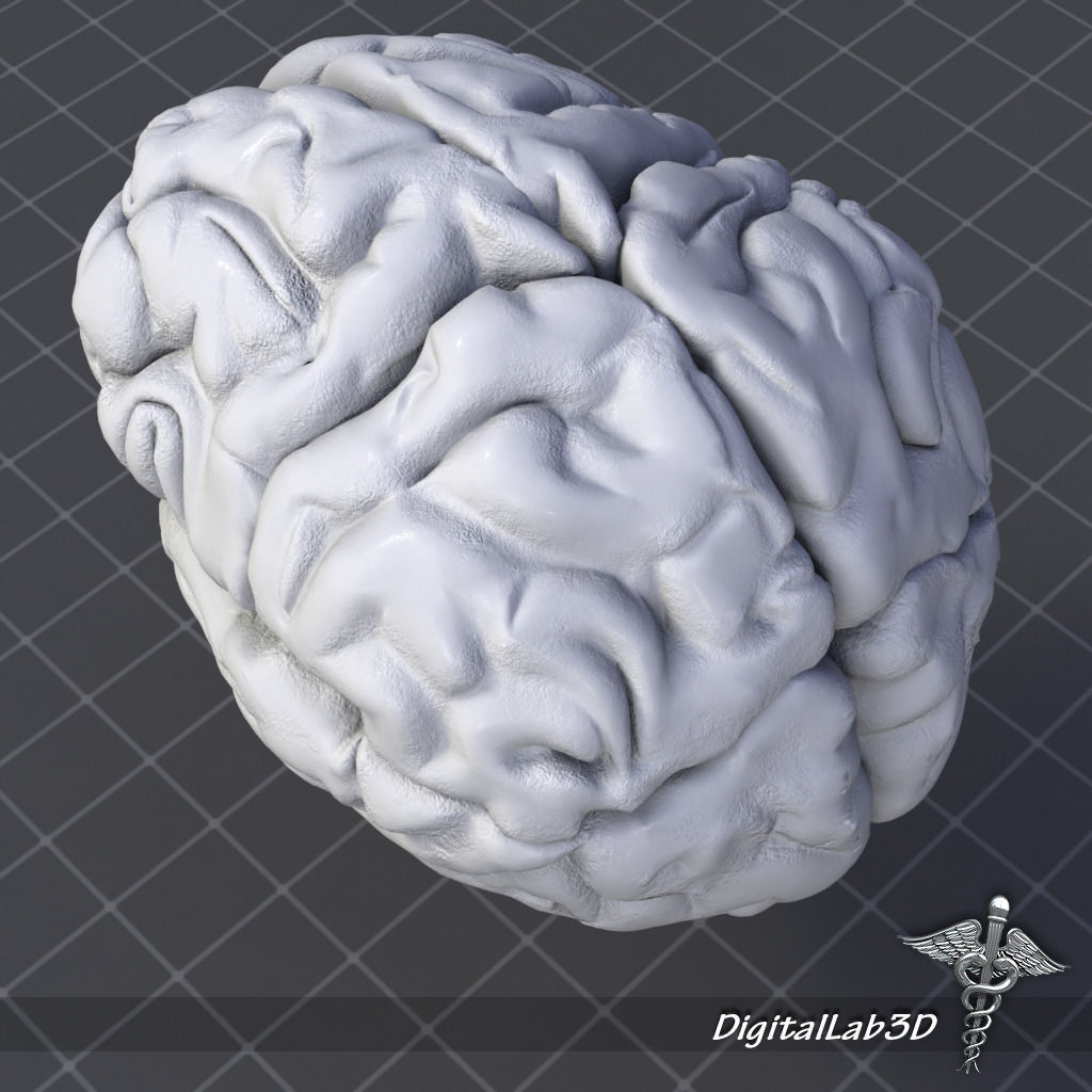 Human Brain Structure 3D model_1