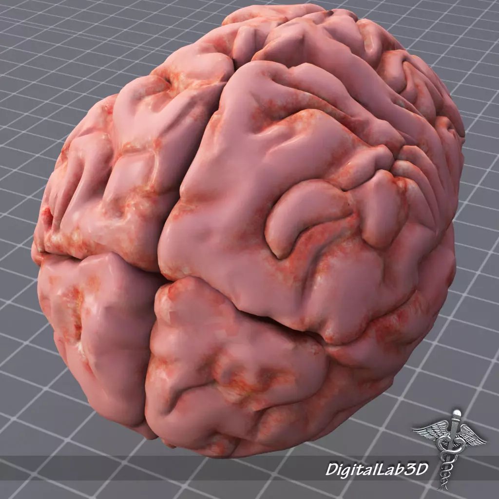 Human Brain Structure 3D model_0