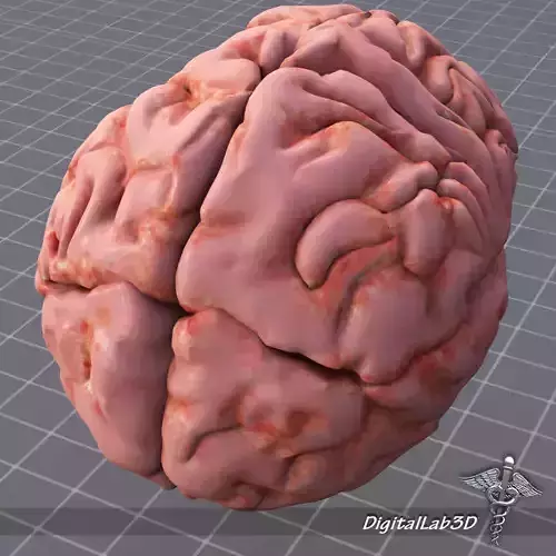Human Brain Structure