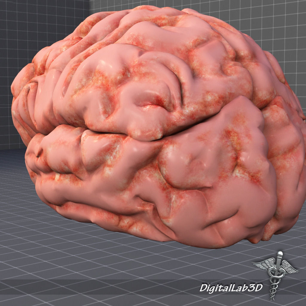 Human Brain Structure 3D model_3