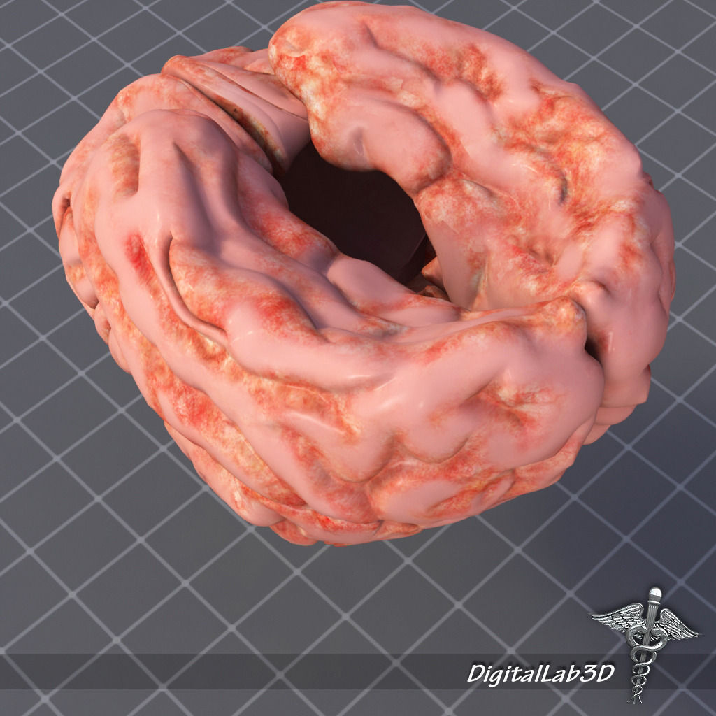 Human Brain Structure 3D model_5