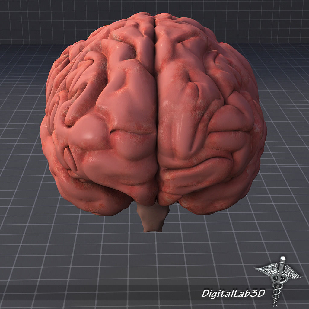 Human Brain 3D model_5