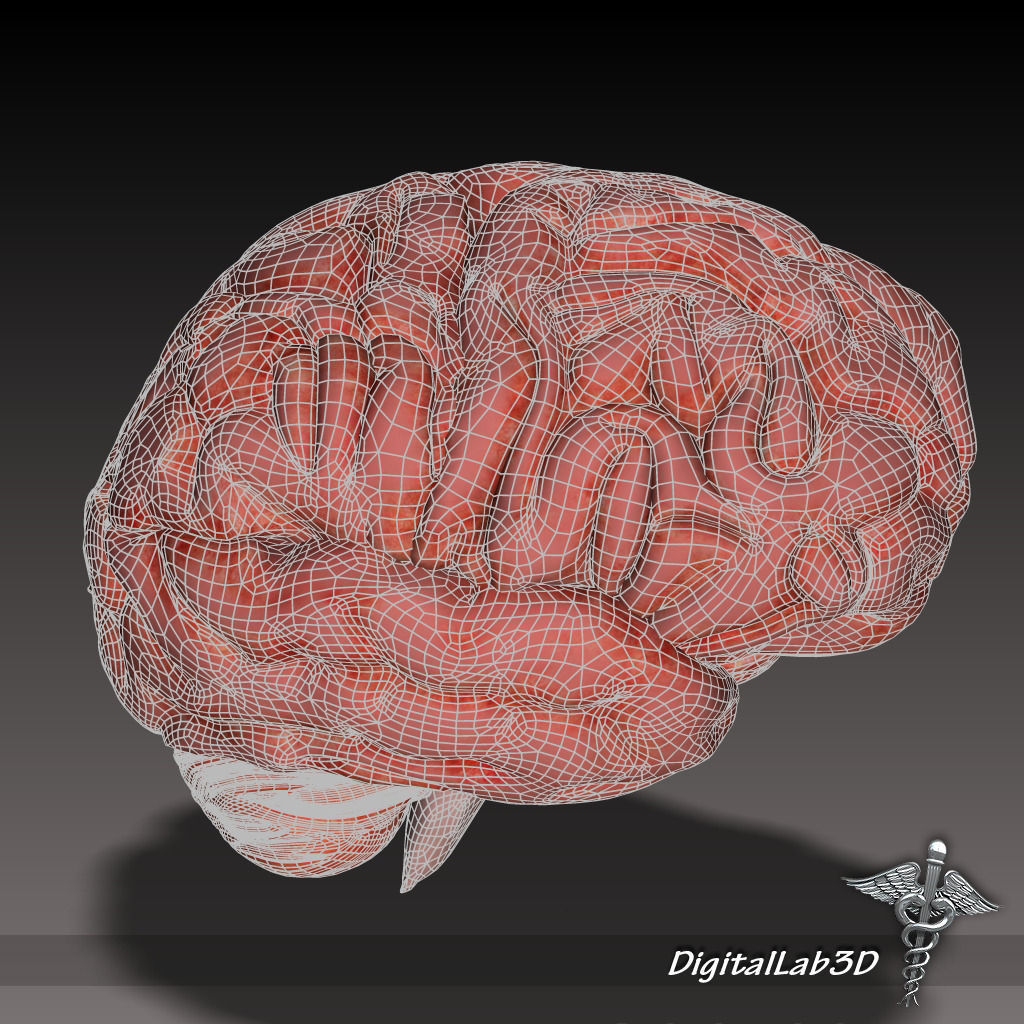 Human Brain 3D model_2