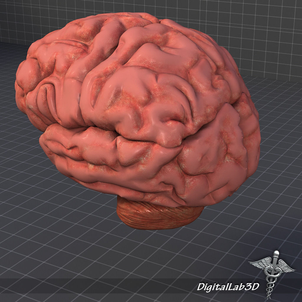 Human Brain 3D model_4