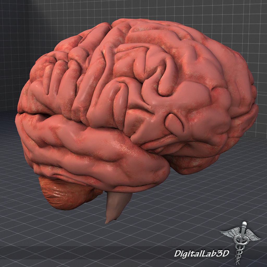 Human Brain 3D model_6
