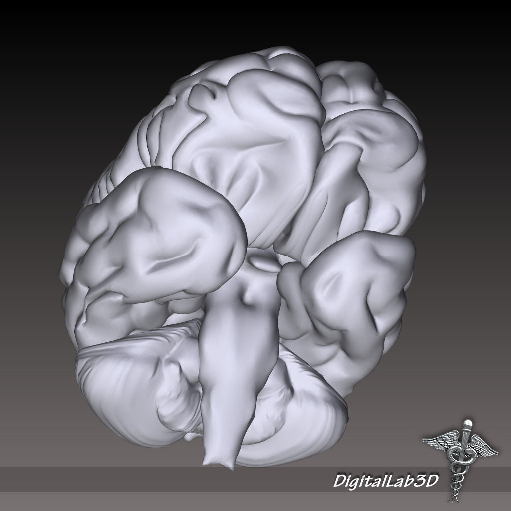 Human Brain 3D model_1