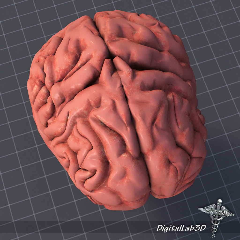Human Brain 3D model_3