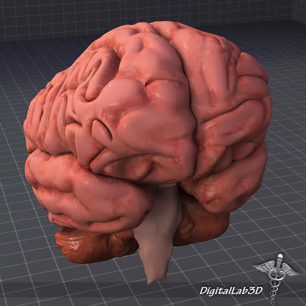 Human Brain 3D model_0