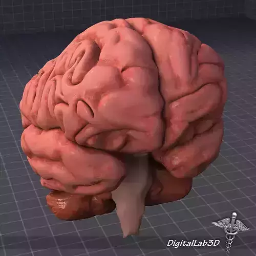 Human Brain