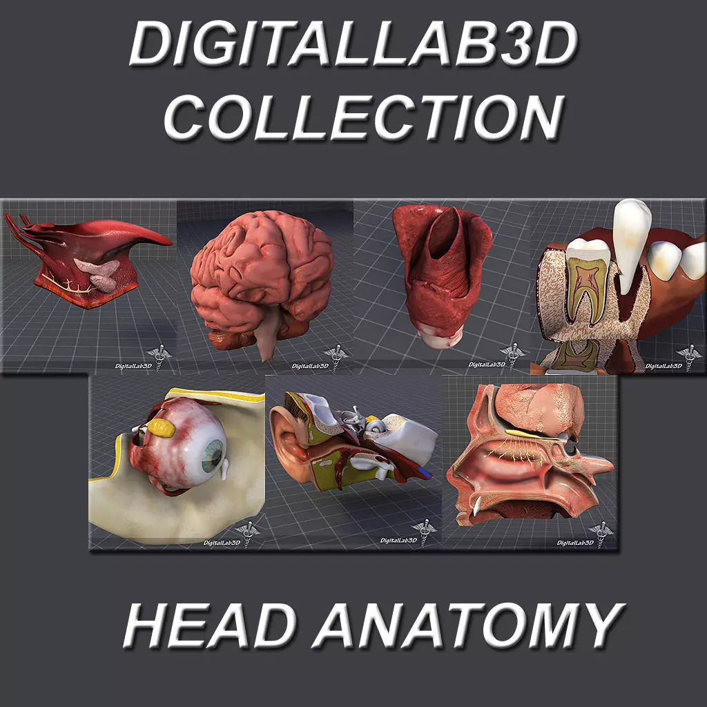 Head Anatomy Collection 3D model_0