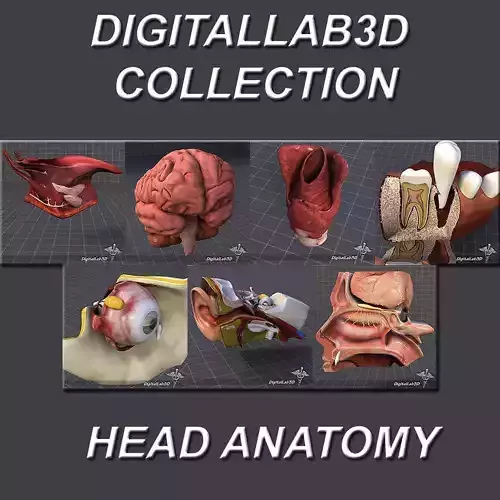 Head Anatomy Collection 3D model