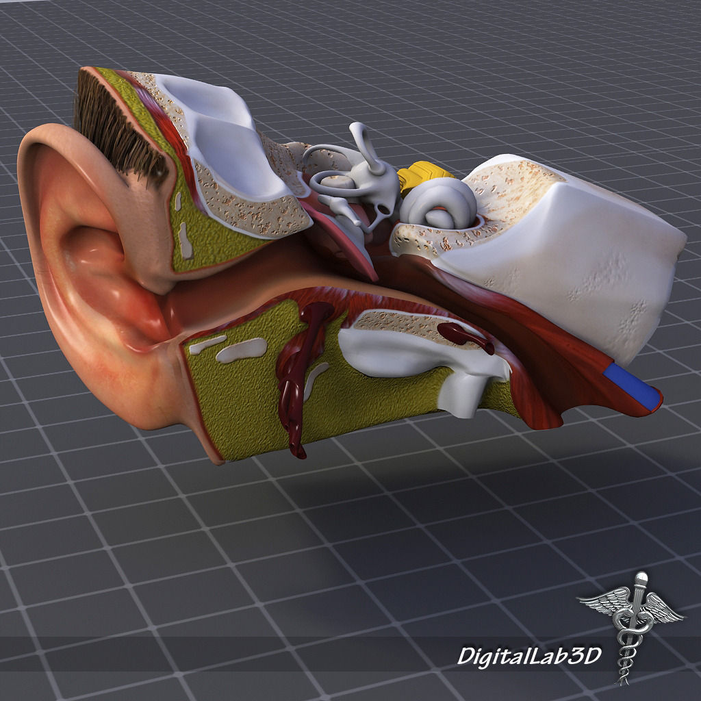 Head Anatomy Collection 3D model_1