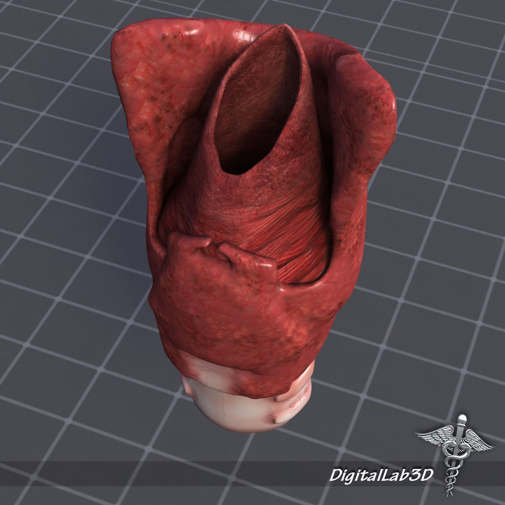 Head Anatomy Collection 3D model_23