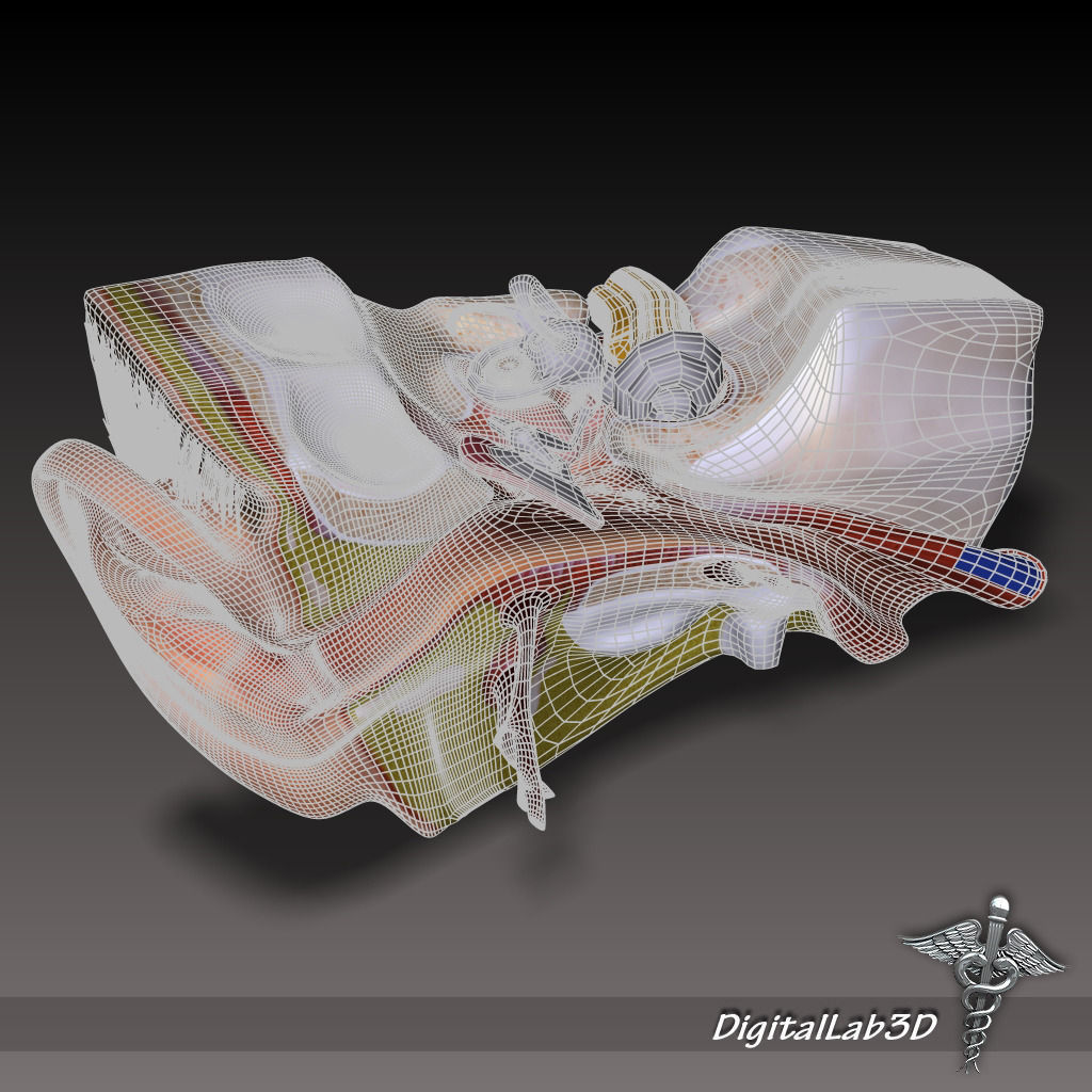 Head Anatomy Collection 3D model_8