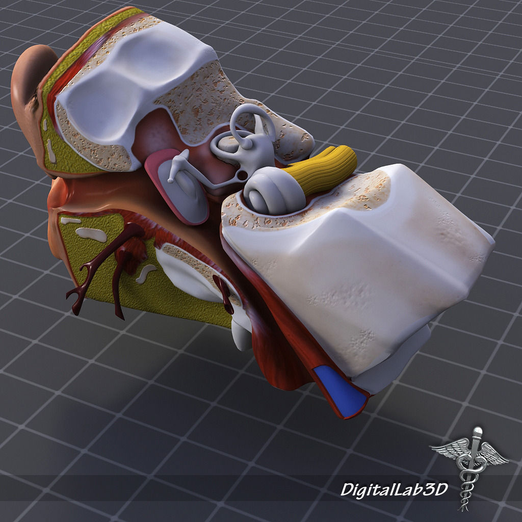 Head Anatomy Collection 3D model_6