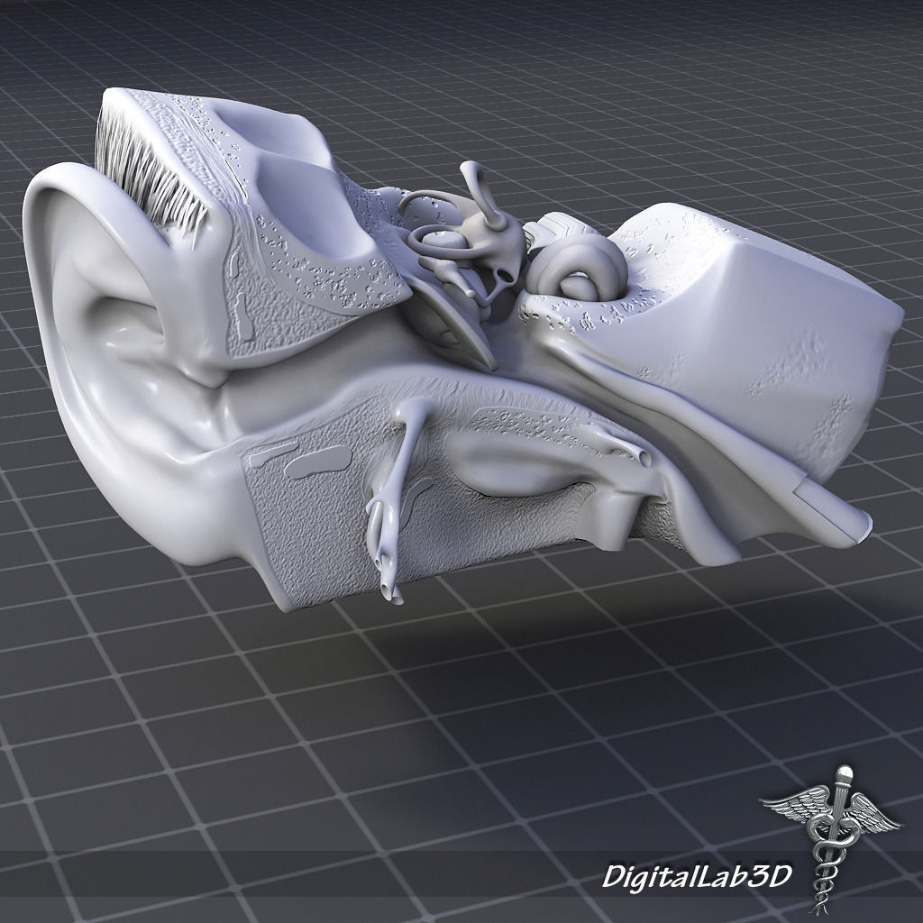 Head Anatomy Collection 3D model_7