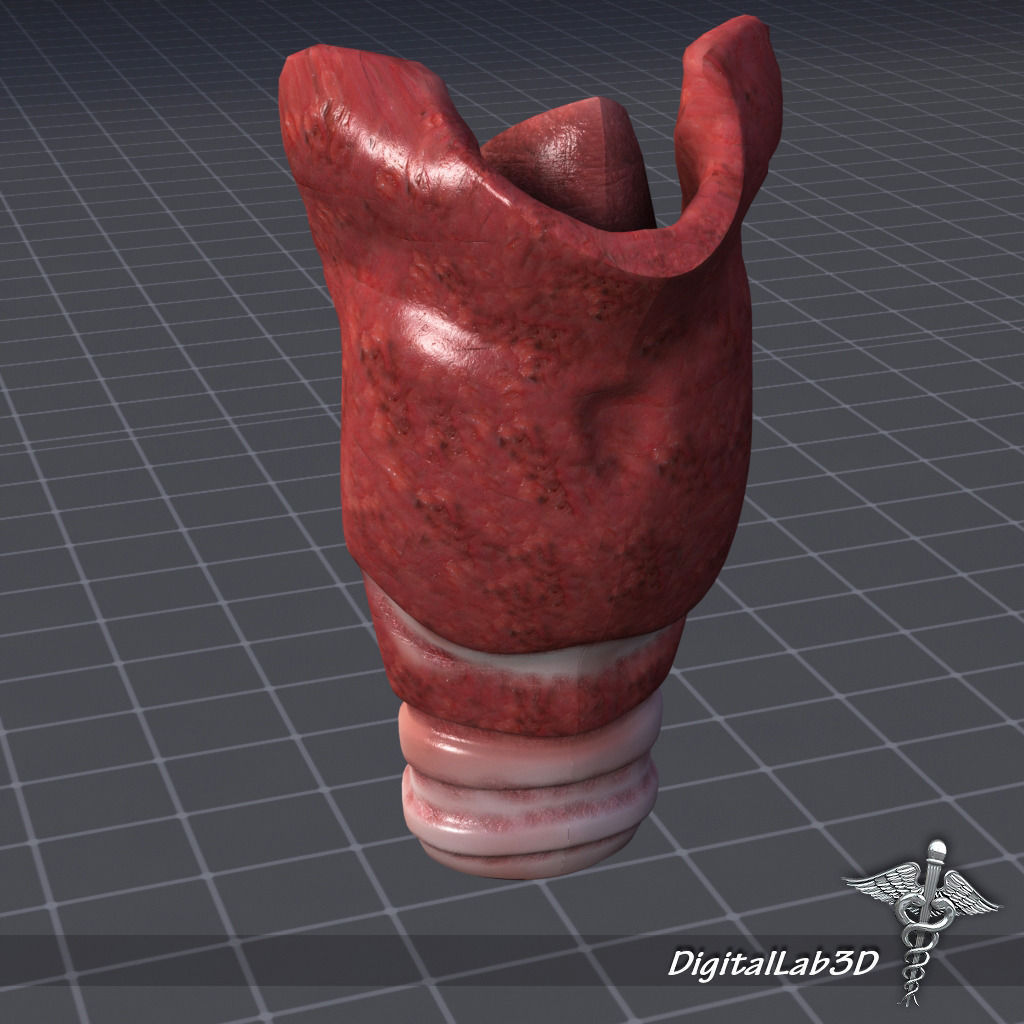 Head Anatomy Collection 3D model_18