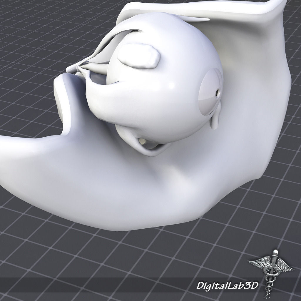 Human Eye Anatomy 3D model_4