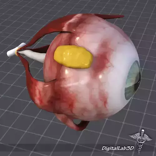 Human Eye Anatomy 3D model