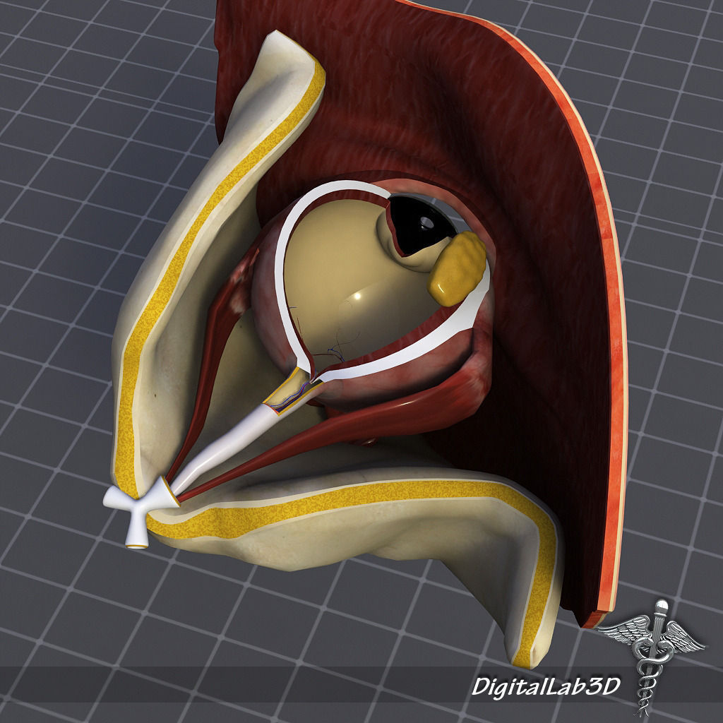 Human Eye Anatomy 3D model_2
