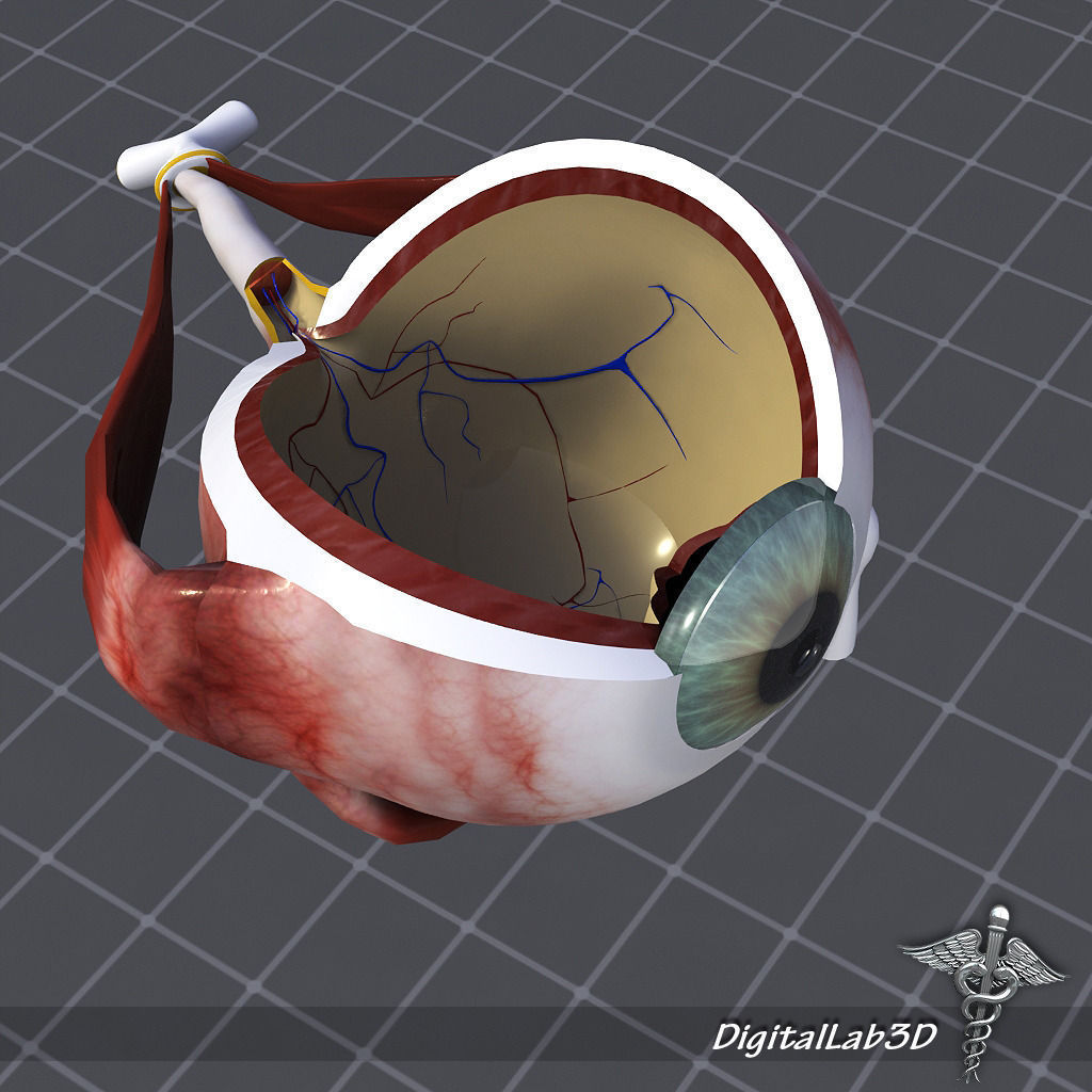 Human Eye Anatomy 3D model_5