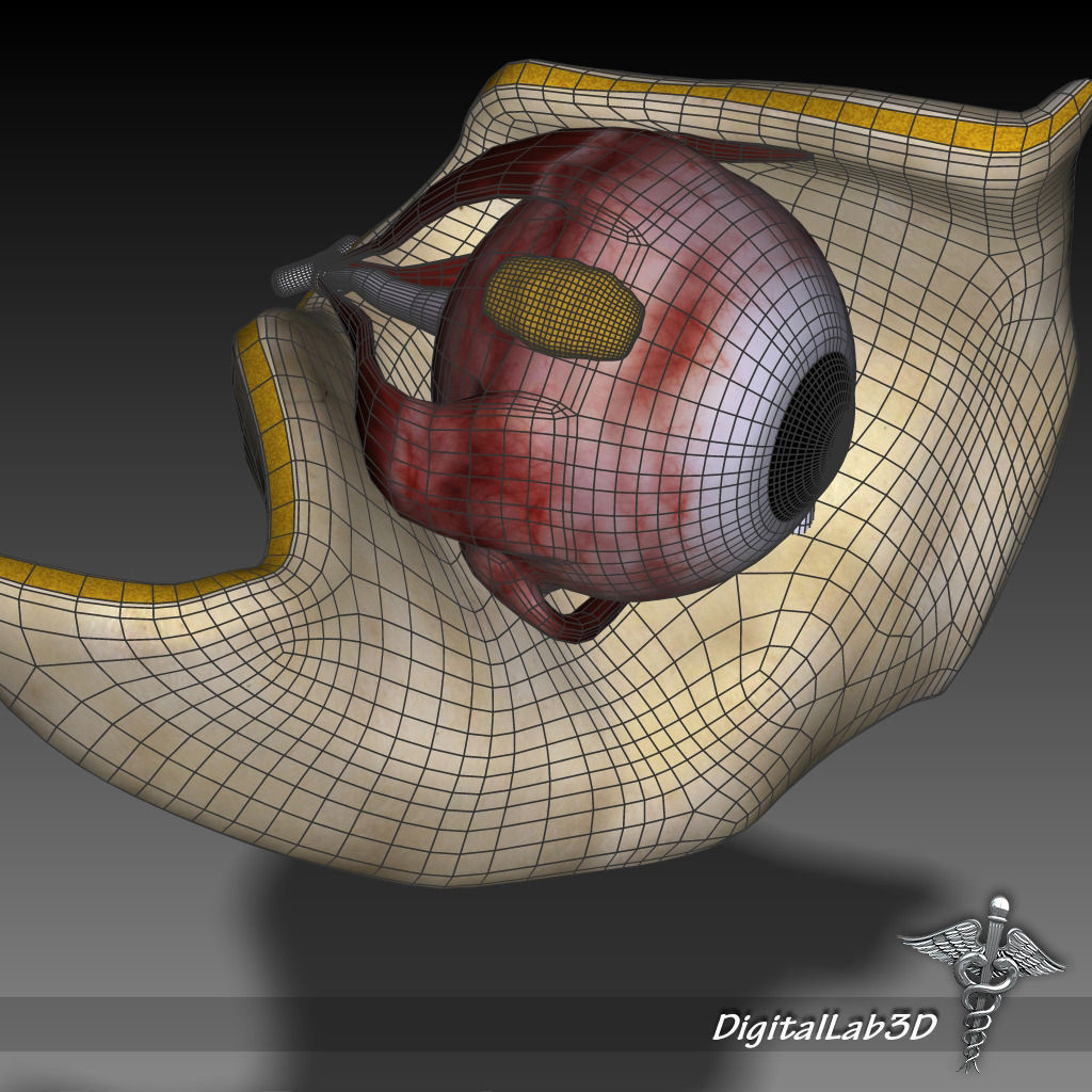 Human Eye Anatomy 3D model_6