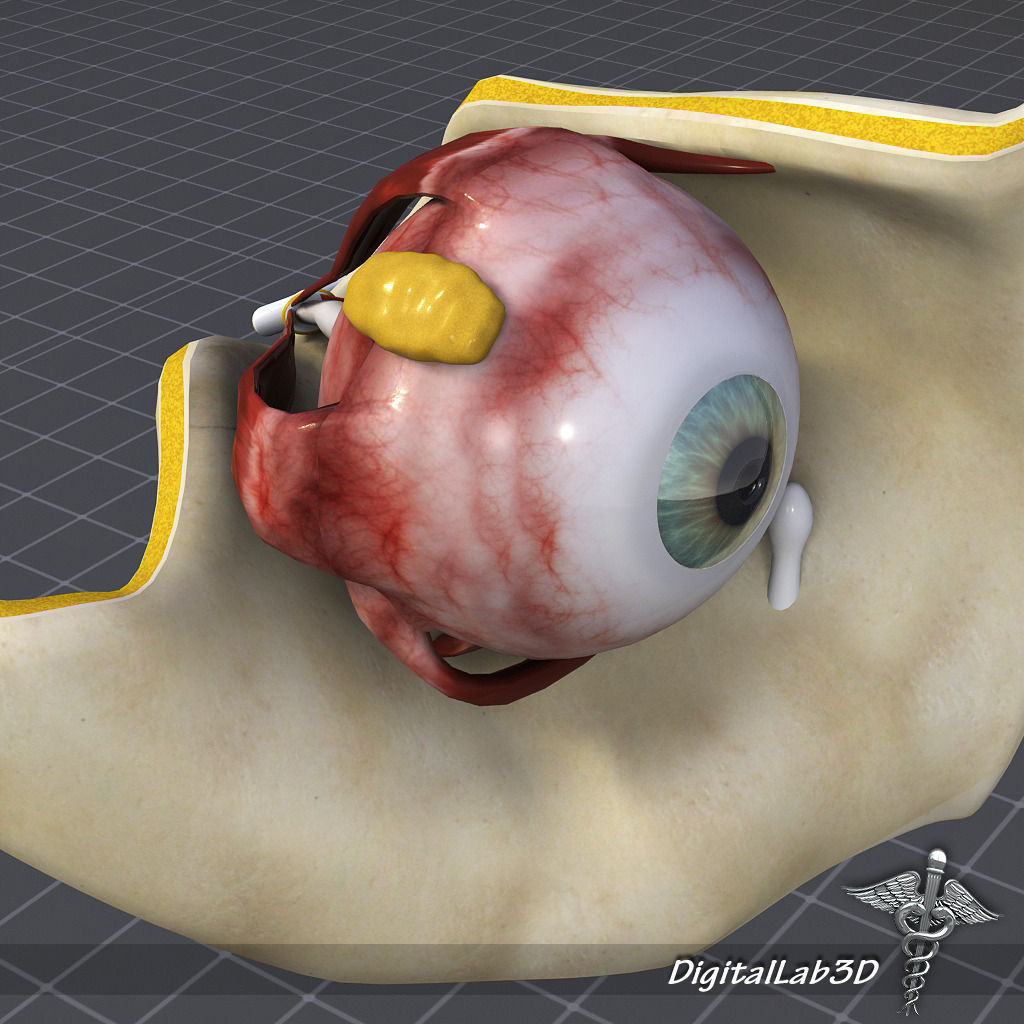 Human Eye Anatomy 3D model_1