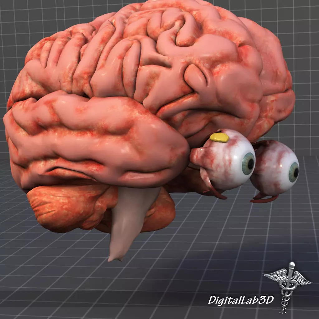 Eye and Brain 3D model