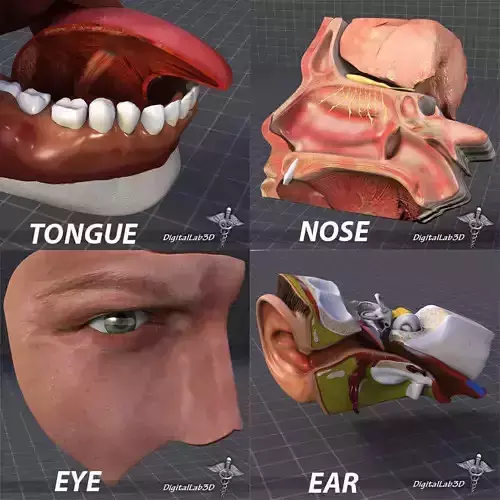 Human Four Senses 3D model