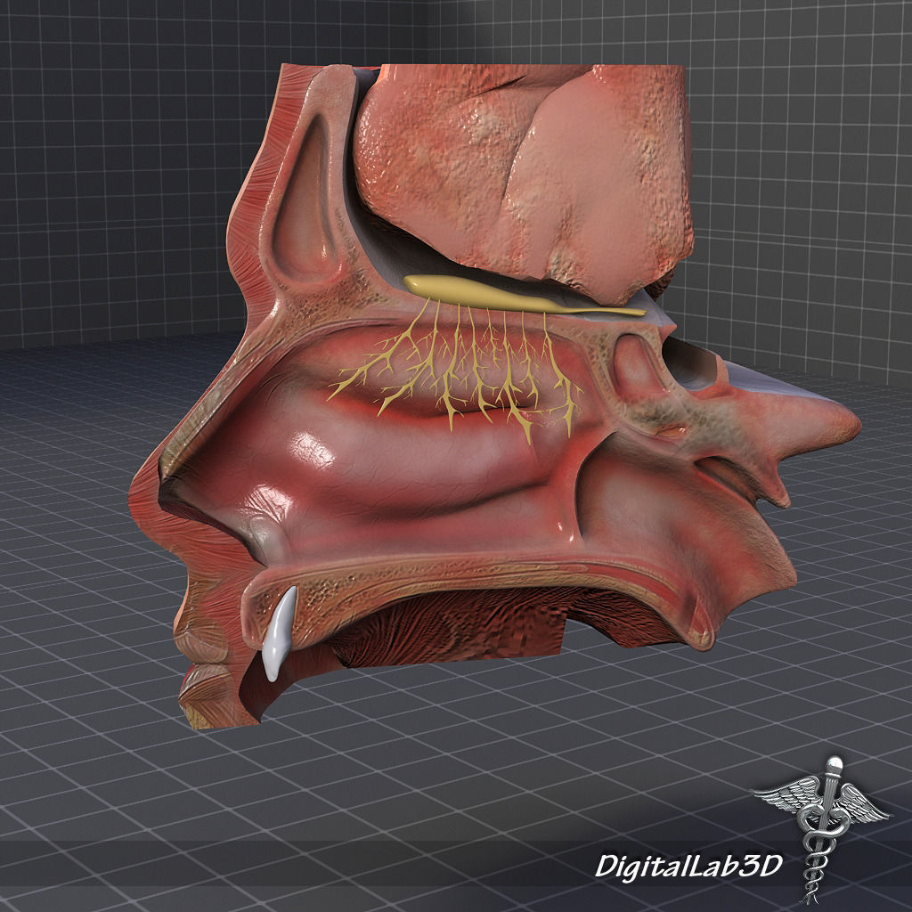 Nose Anatomy 3D model_4