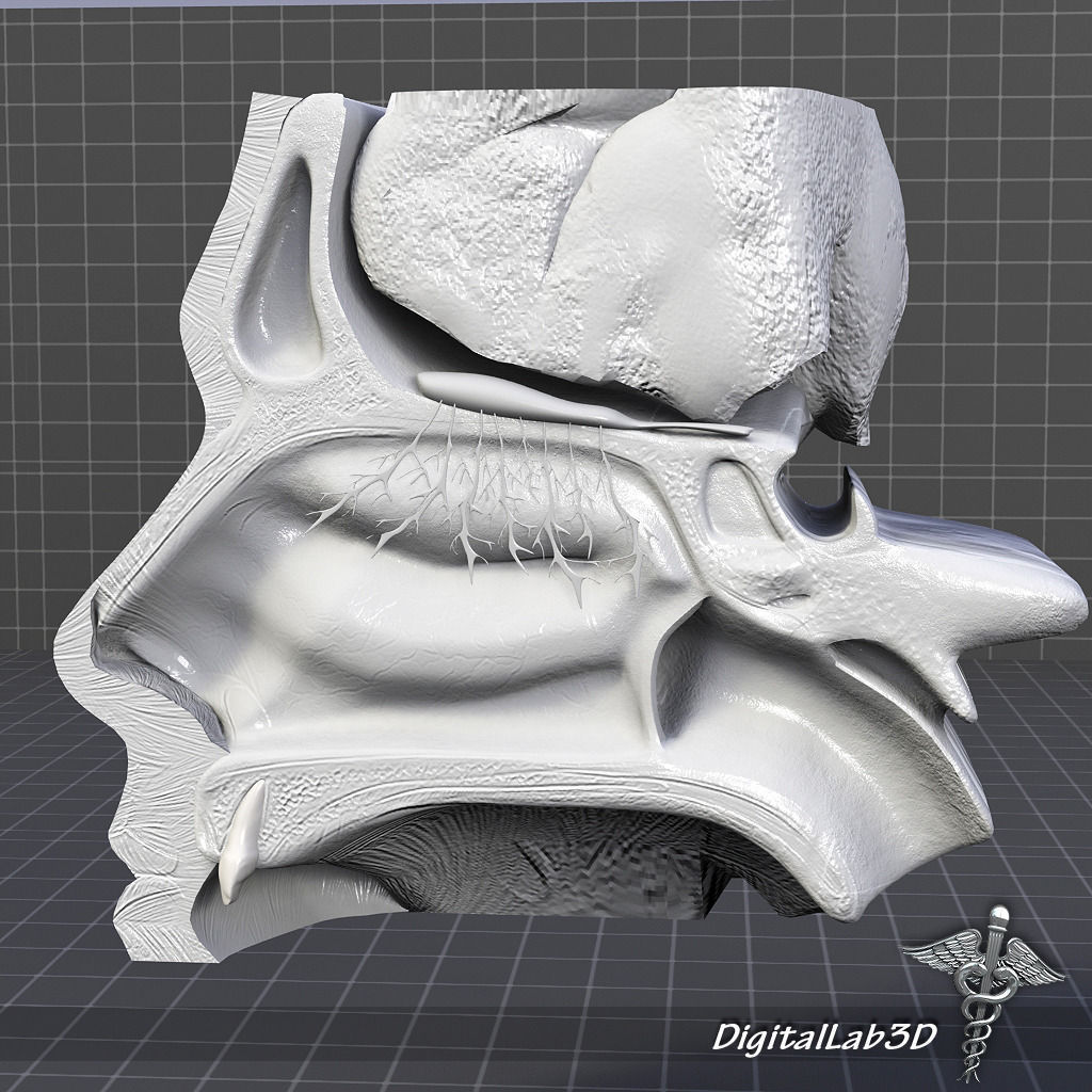 Nose Anatomy 3D model_2