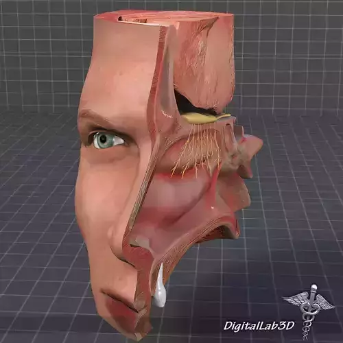 Nose Anatomy 3D model