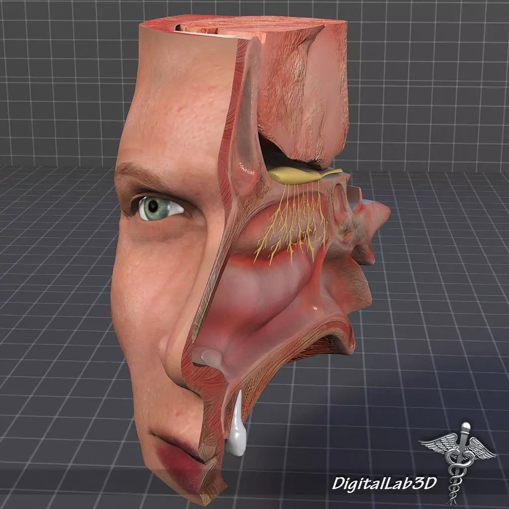 Nose Anatomy 3D model_0