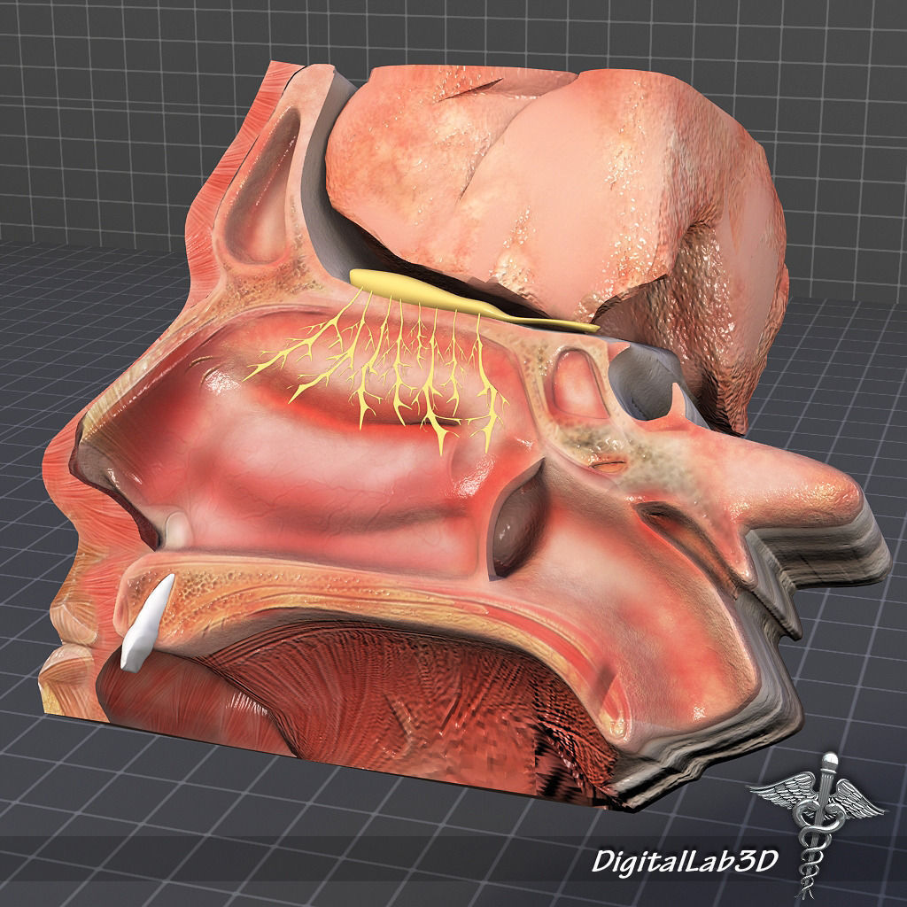 Nose Anatomy 3D model_1