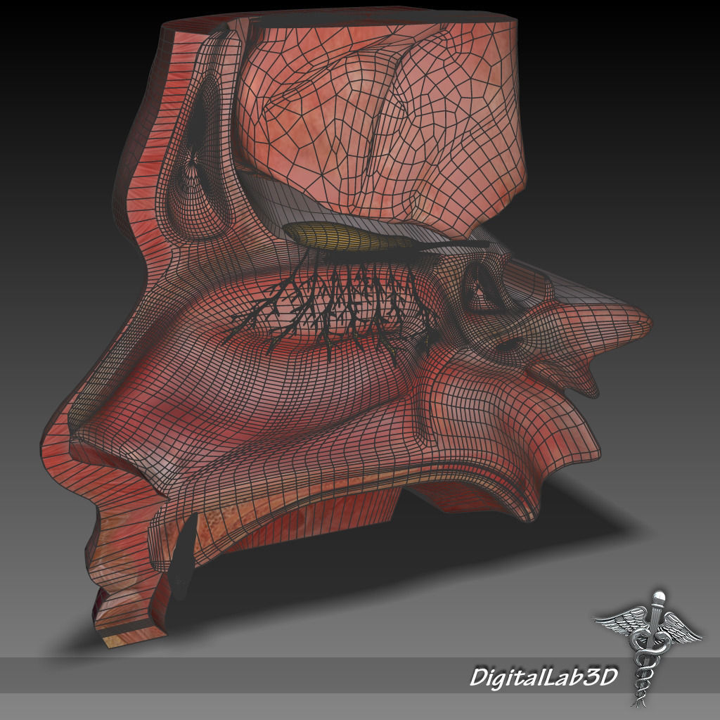 Nose Anatomy 3D model_6