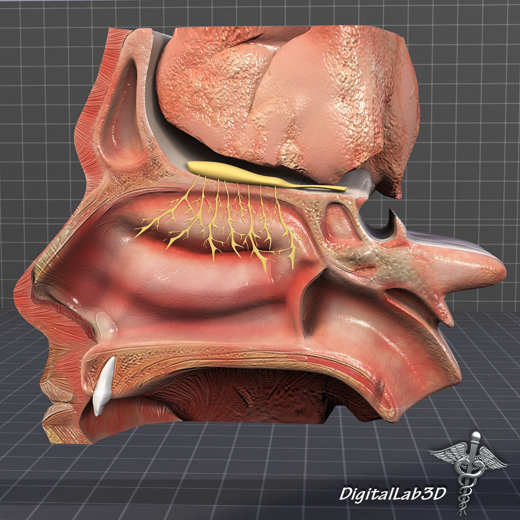 Nose Anatomy 3D model_3