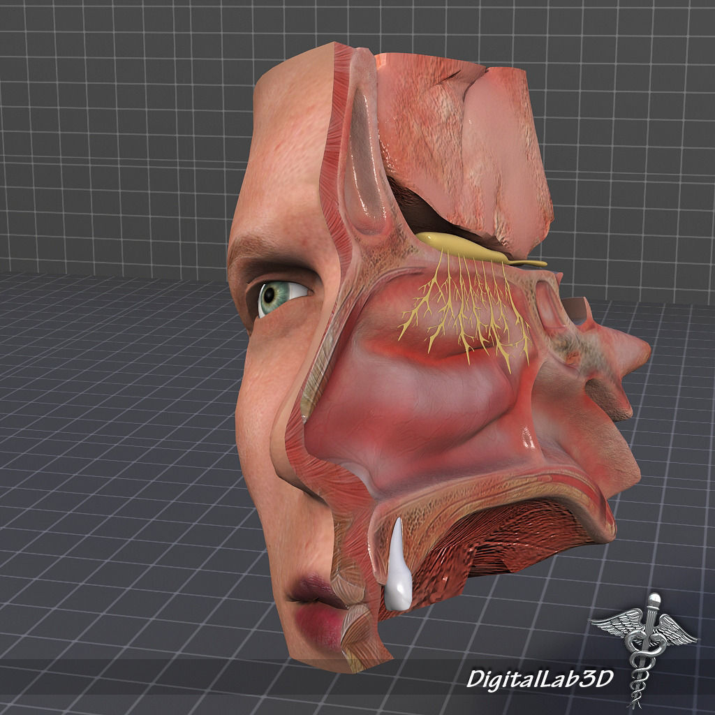 Nose Anatomy 3D model_5