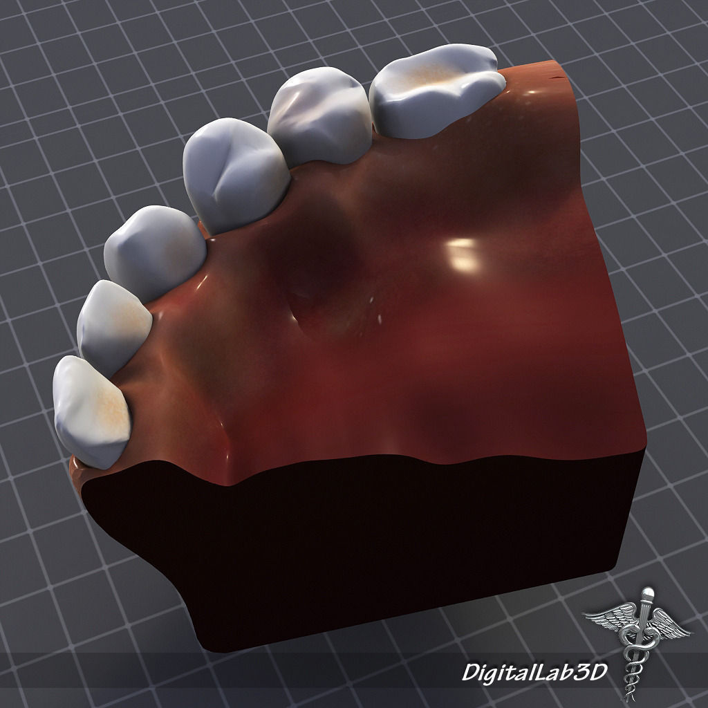 Teeth and Gums Anatomy 3D model_1