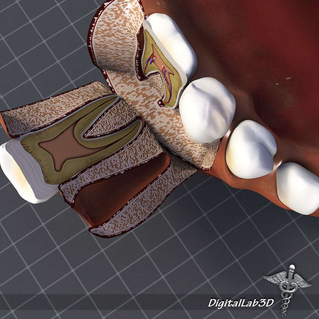 Teeth and Gums Anatomy 3D model_2