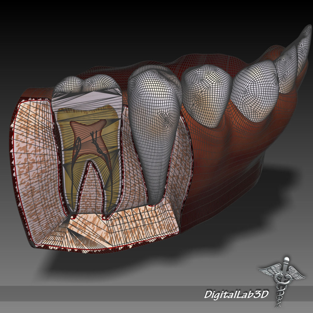 Teeth and Gums Anatomy 3D model_6
