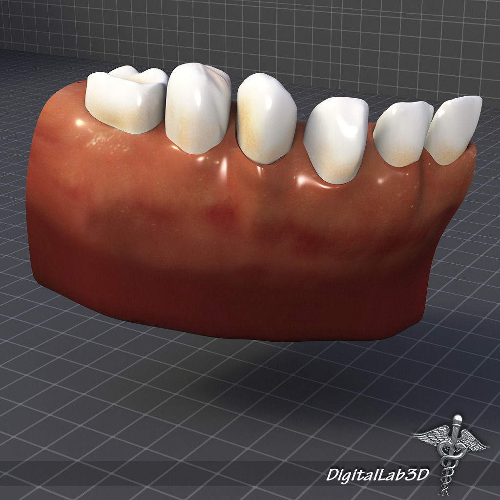 Teeth and Gums Anatomy 3D model_5