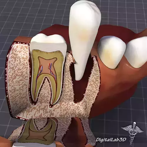 Teeth and Gums Anatomy 3D model