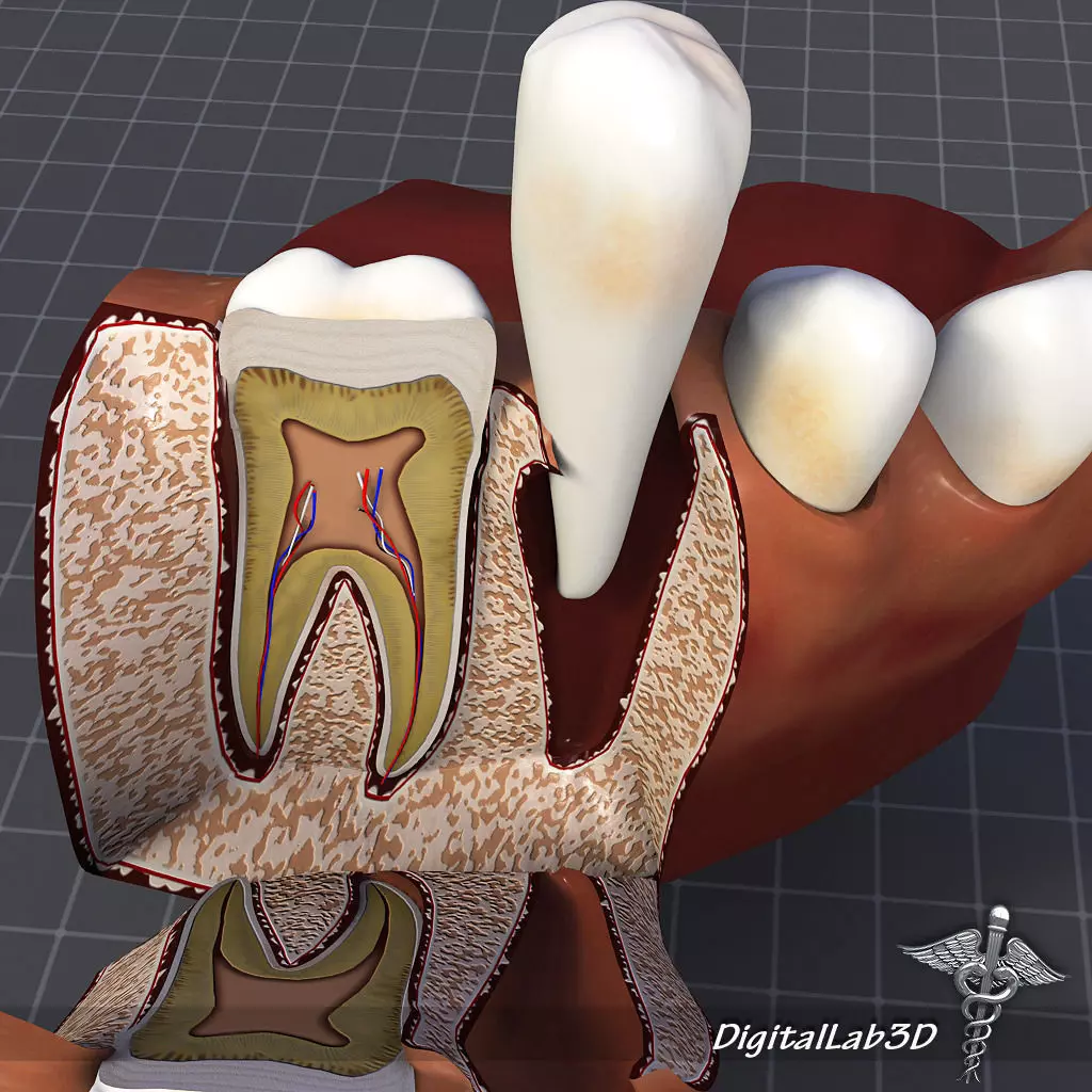 Teeth and Gums Anatomy 3D model_0
